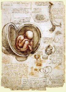 da_Vinci_womb1