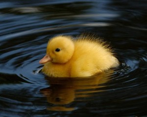 duckling01