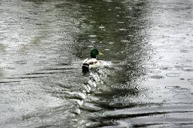 duckpond